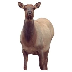 Montana Decoy Company Eichler Cow Elk